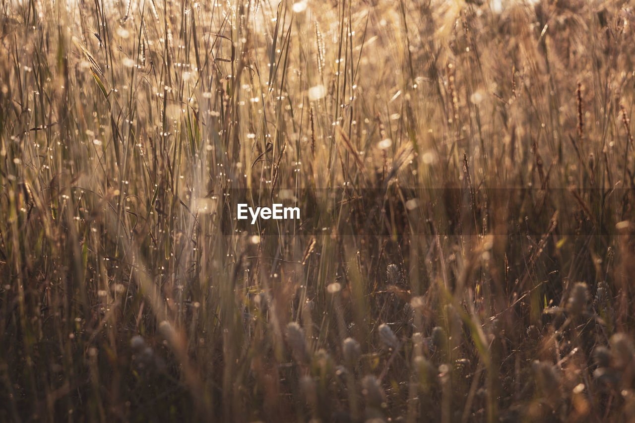 Full frame shot of wheat field