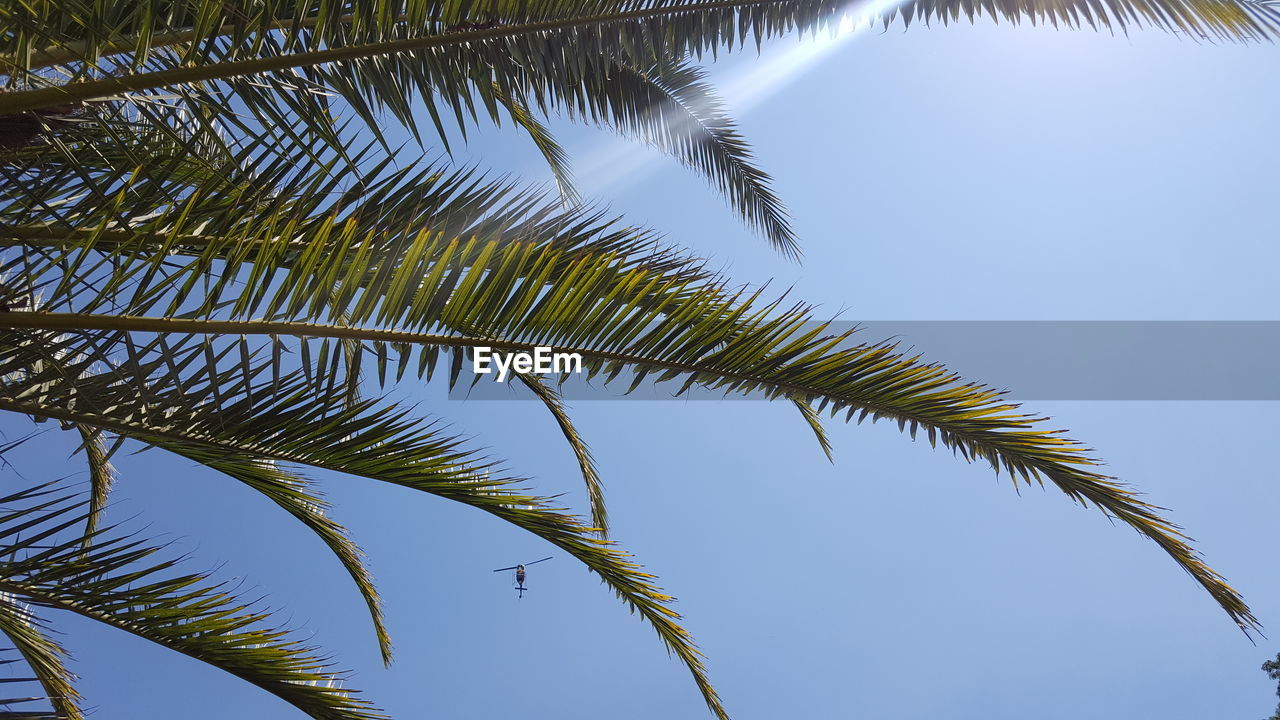 LOW ANGLE VIEW OF TREE AGAINST SKY