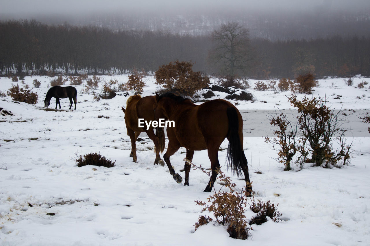 Group of horses walking through the snowy forest