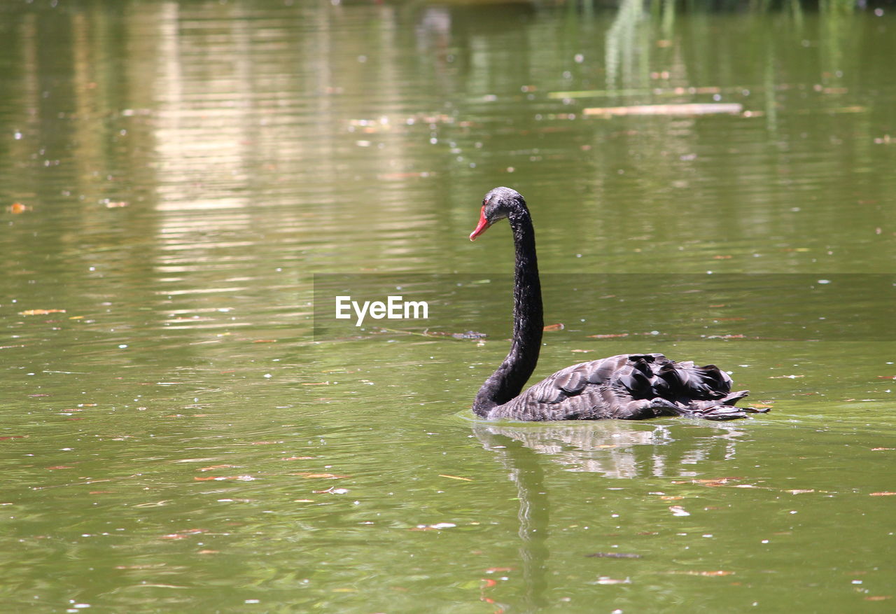 BLACK SWAN SWIMMING IN LAKE