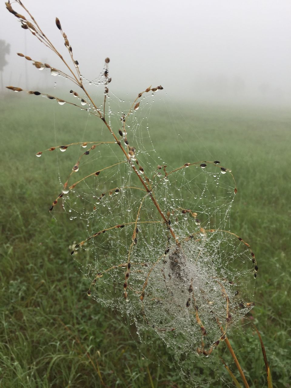 CLOSE-UP OF WET SPIDER WEB ON PLANTS