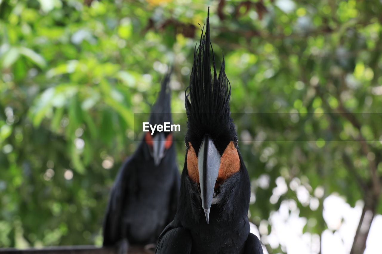 The bird black palm cockatoo