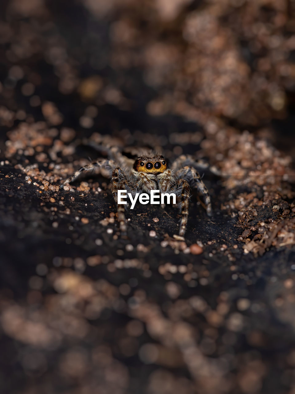 CLOSE-UP OF SPIDER IN THE ANIMAL