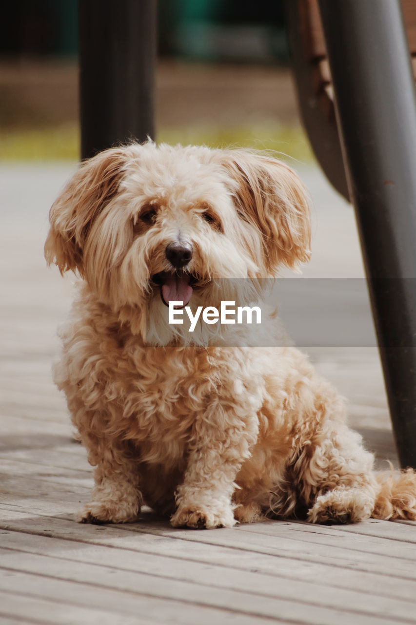 Close-up portrait of dog