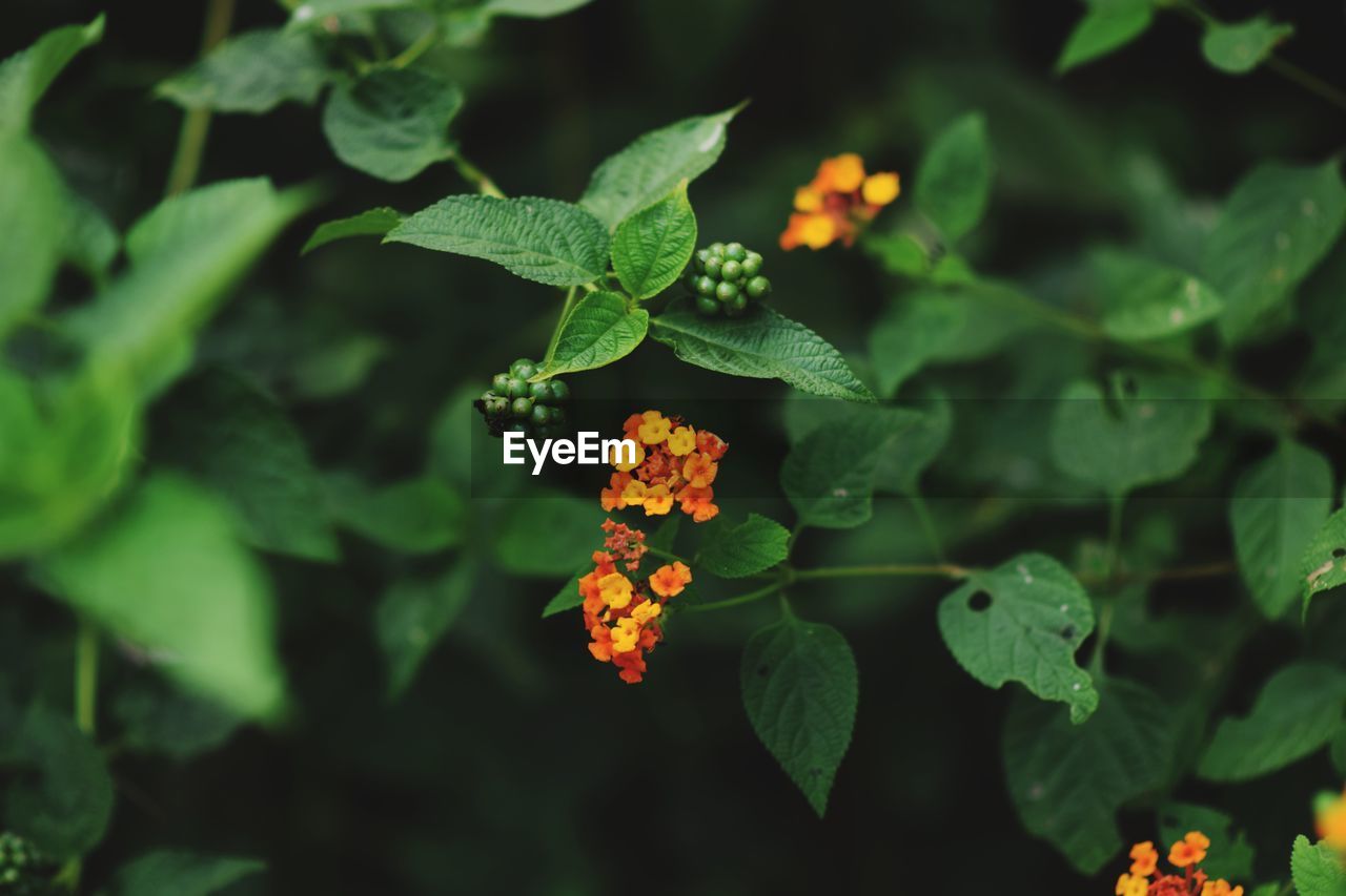 High angle view of flowering plant