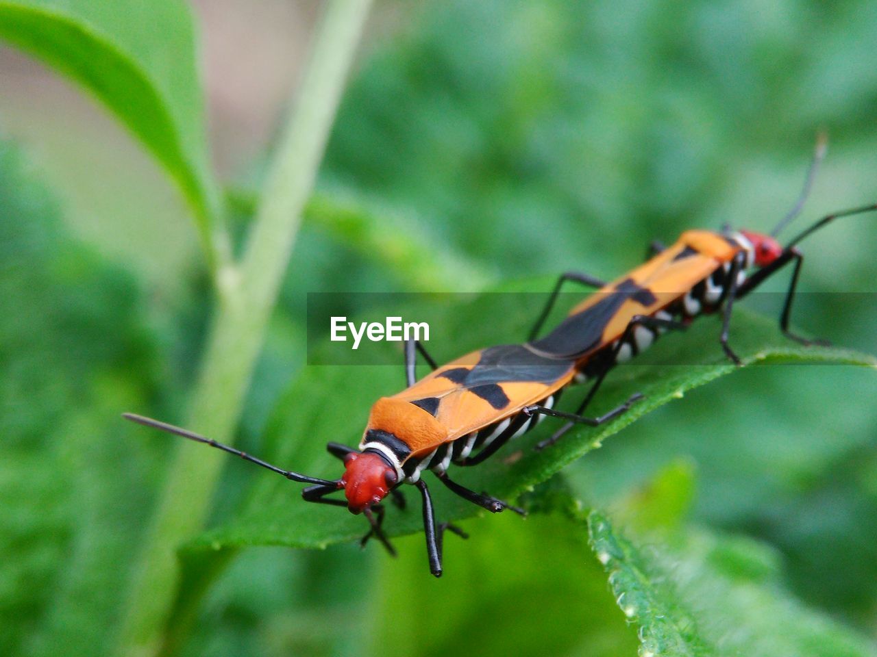 CLOSE-UP OF CATERPILLAR ON LEAF