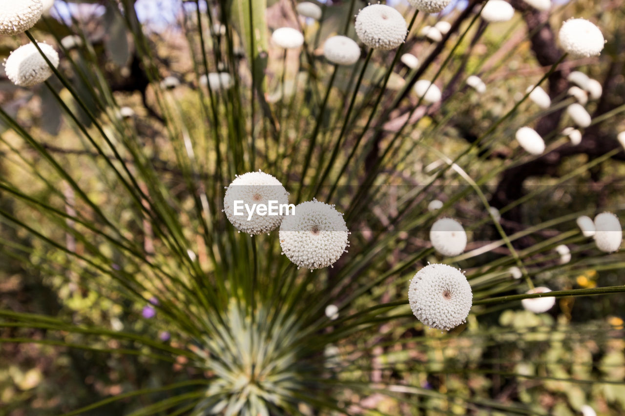 Close-up of white flowering plant