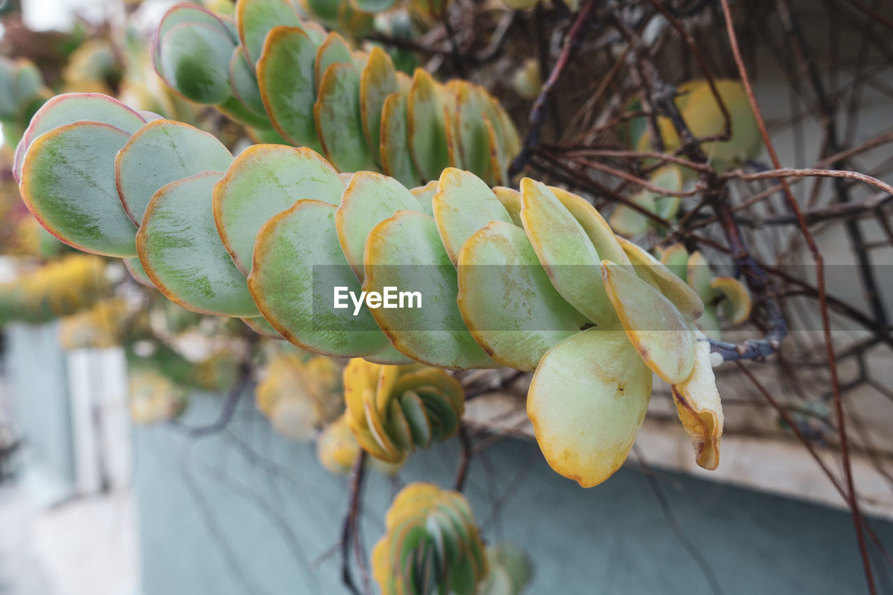 Close-up of succulent plant