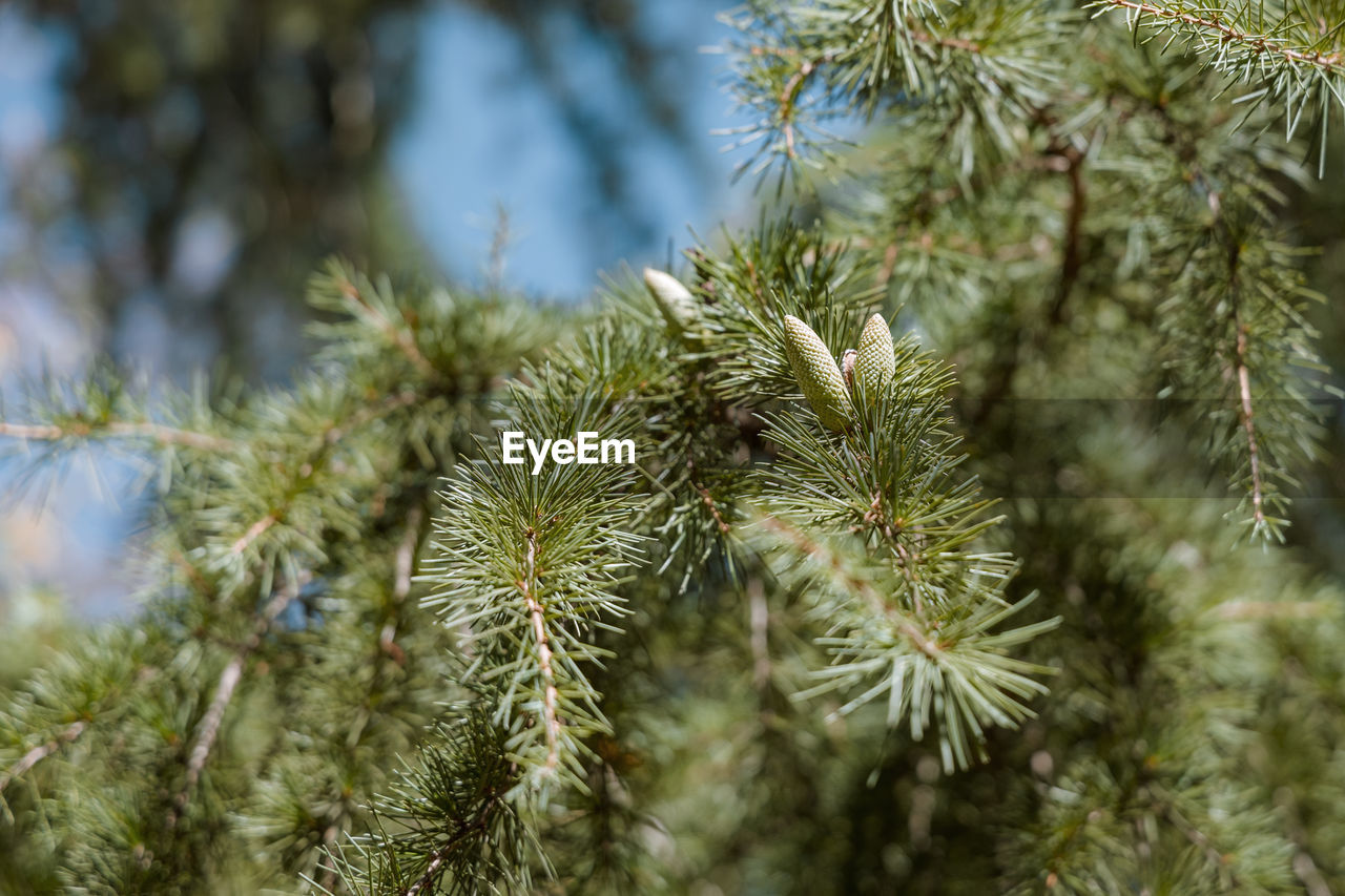 CLOSE-UP OF PINE TREE WITH PLANT