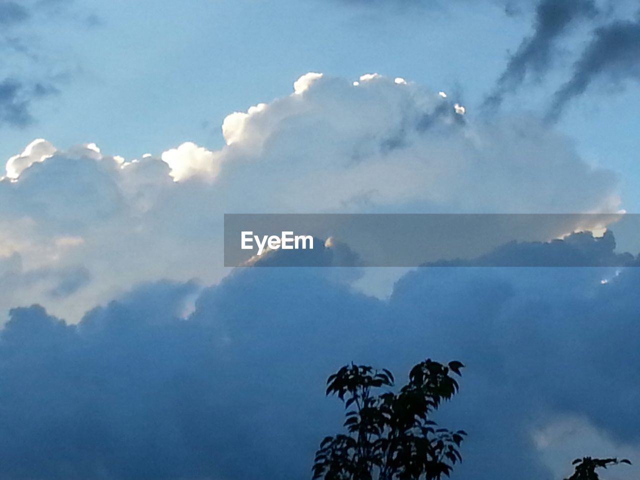 LOW ANGLE VIEW OF TREES AGAINST SKY