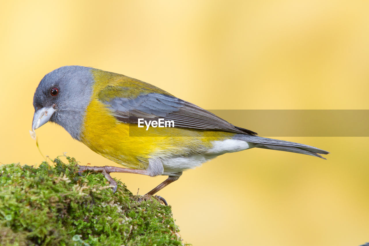 CLOSE-UP OF BIRD PERCHING ON A YELLOW FLOWER