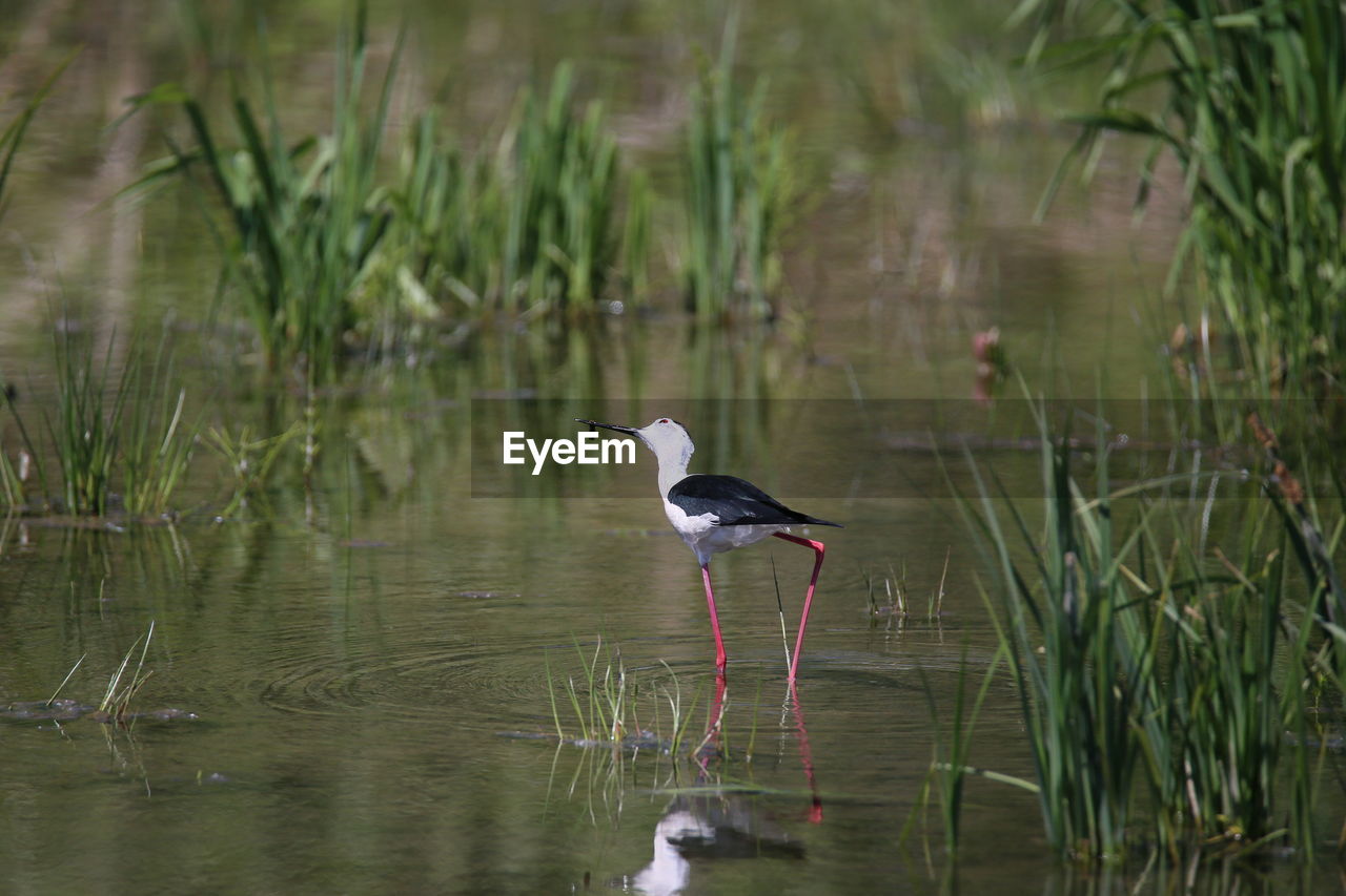 BIRD IN LAKE