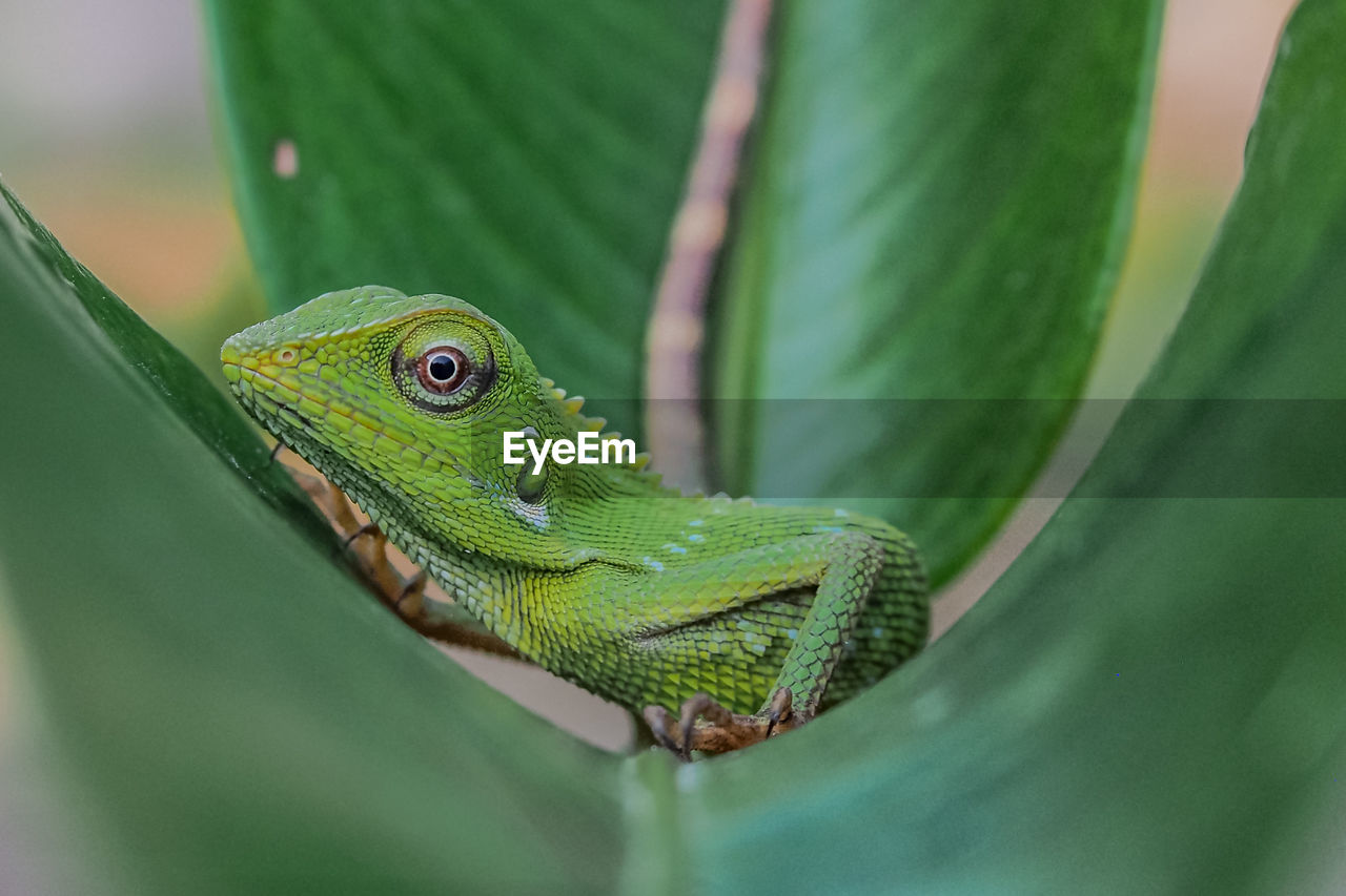 close-up of green lizard