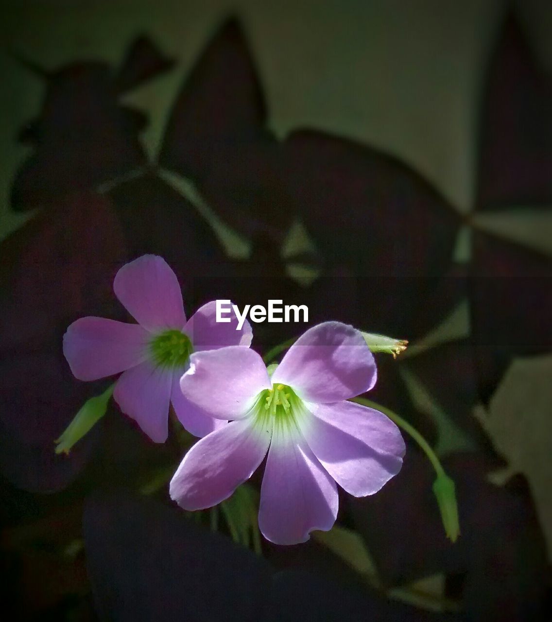 Purple flowers in backyard