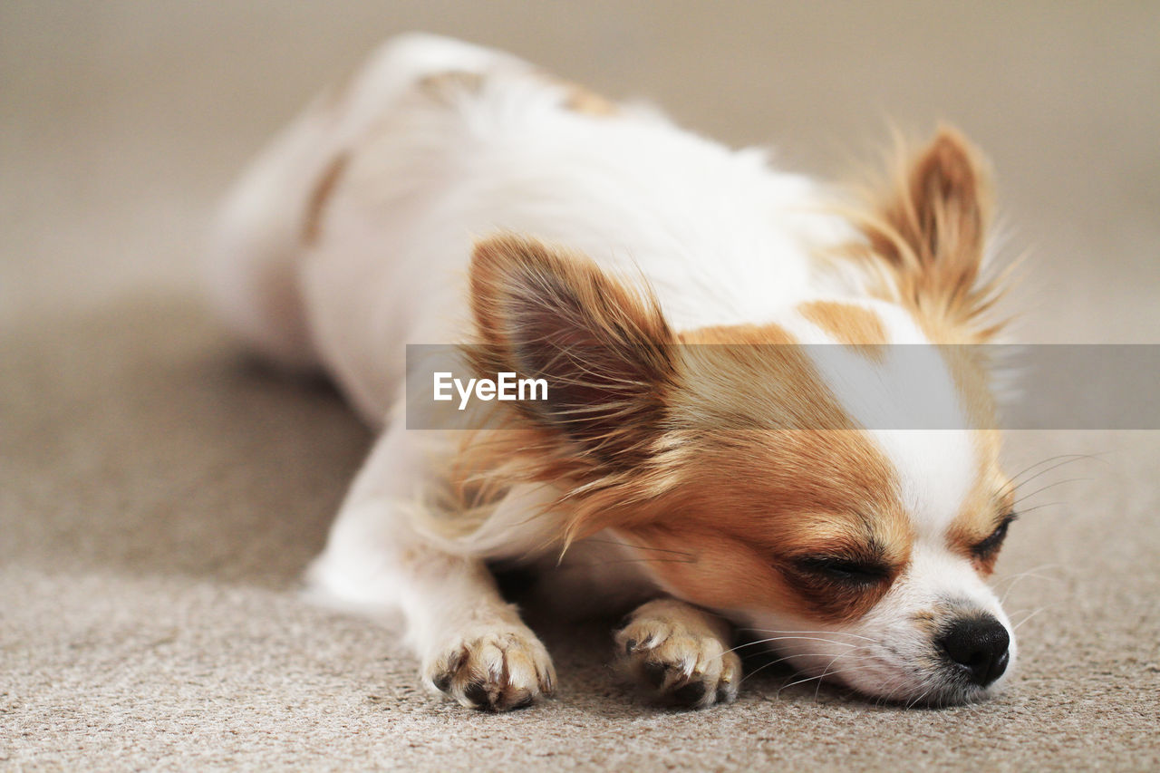 CLOSE-UP OF A DOG ON THE FLOOR