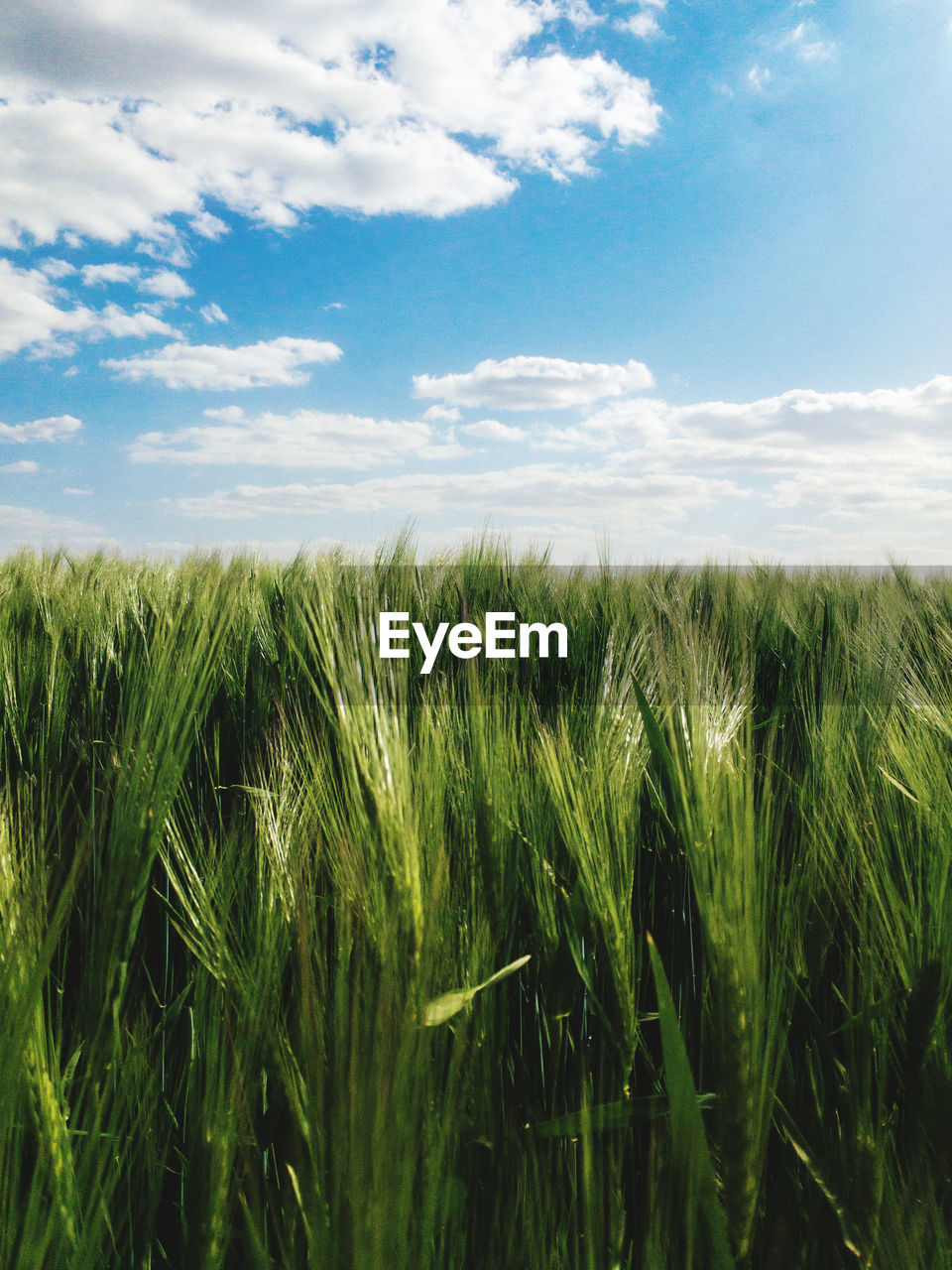 Scenic view of wheat field against sky