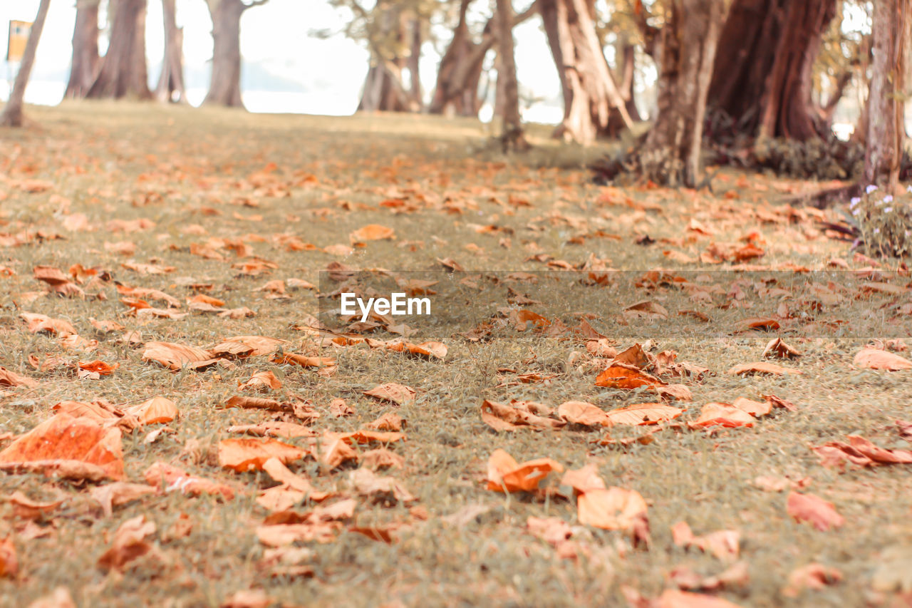 SURFACE LEVEL OF DRY LEAVES ON GROUND