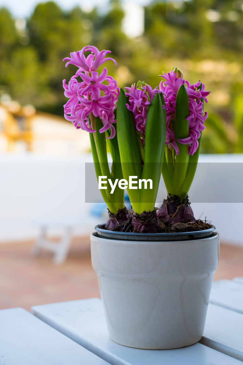 plant, flower, flowering plant, nature, freshness, beauty in nature, no people, focus on foreground, close-up, floristry, table, purple, outdoors, day, potted plant, decoration, food and drink, vase, flower head, flowerpot, pink, growth, window