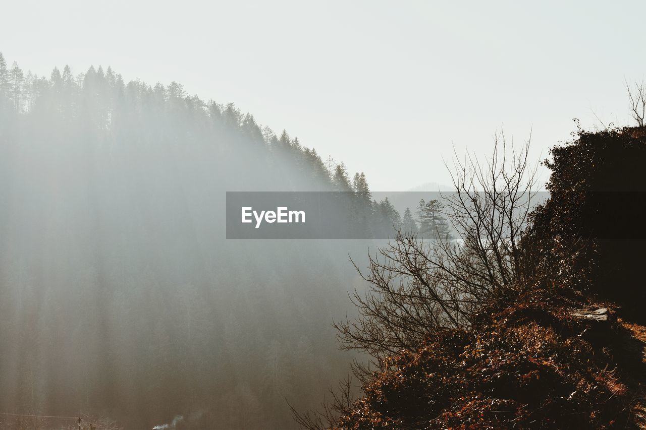 Trees on snow covered landscape in foggy weather