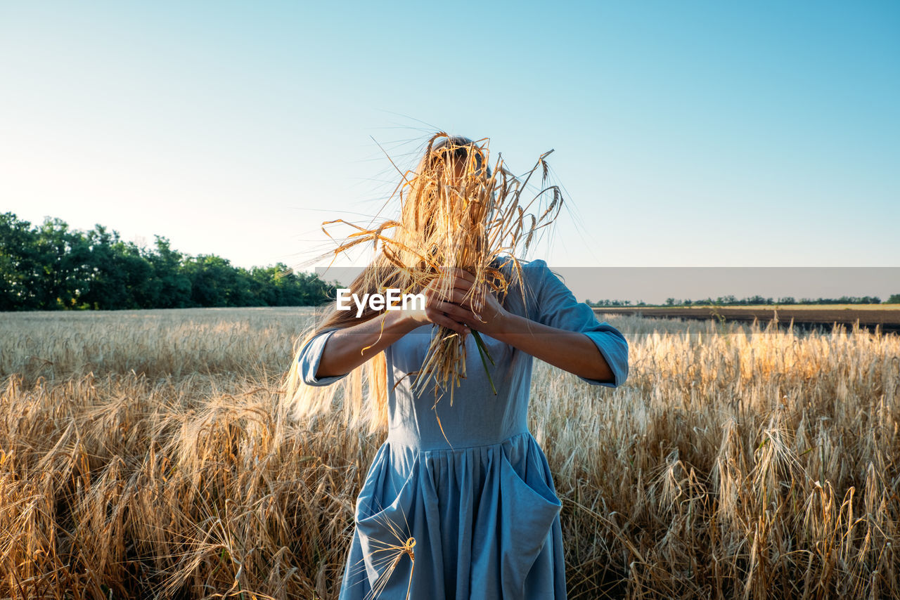 Ukrainian young woman holding wheat crop on field during sunny day. faceless portrait of