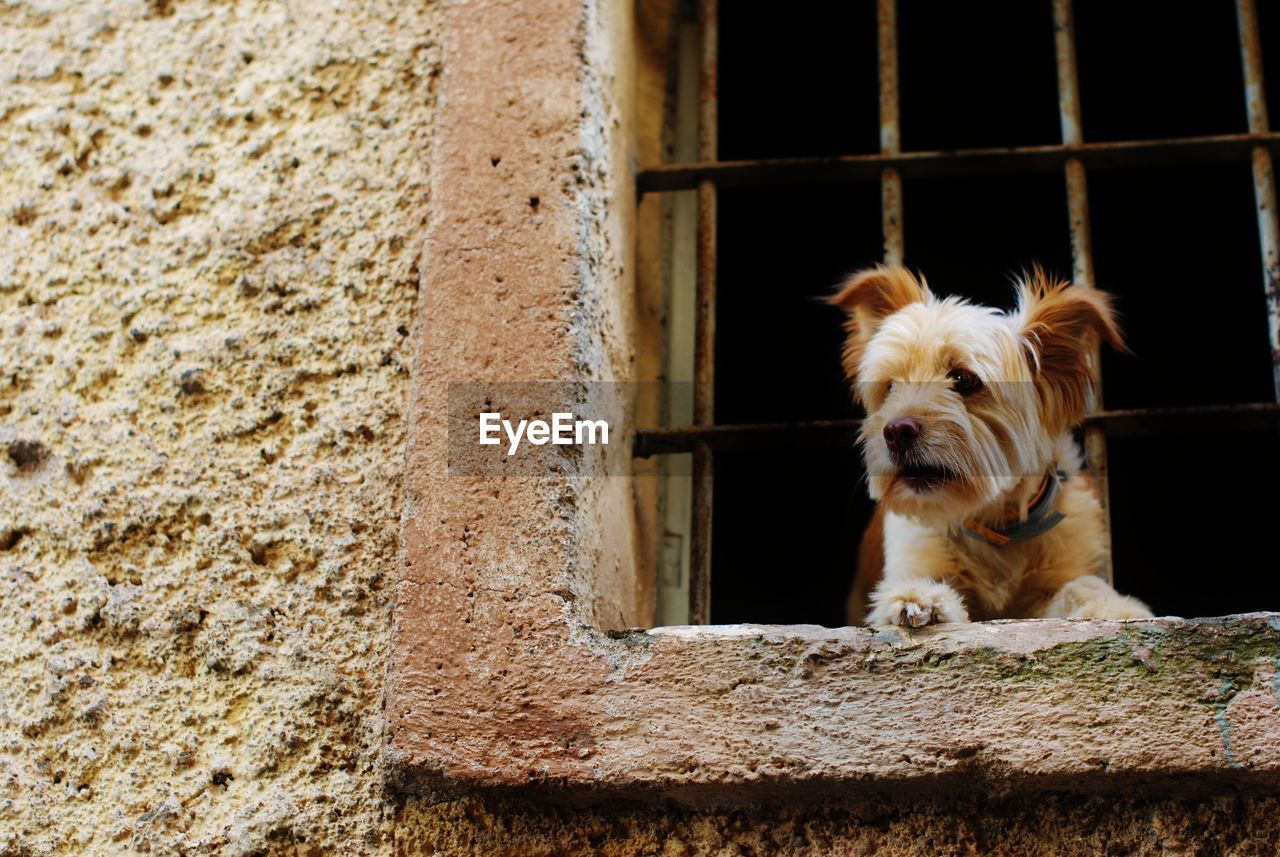 Portrait of a dog looking out the window 