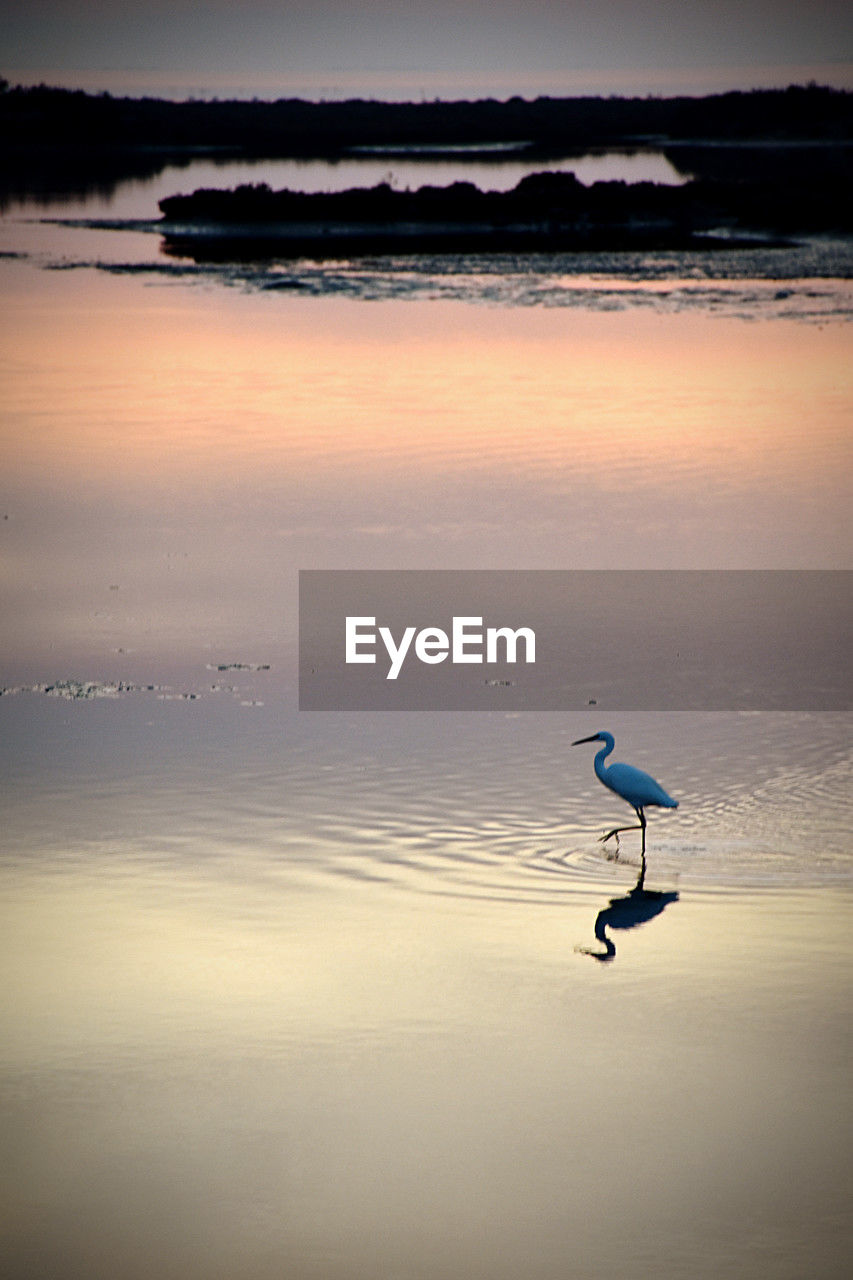 reflection, water, sea, bird, sunrise, animal themes, animal, animal wildlife, wildlife, morning, dawn, wave, sky, horizon, ocean, nature, beauty in nature, tranquility, shore, scenics - nature, cloud, one animal, tranquil scene, no people, silhouette, coast, beach, environment, outdoors, land, travel destinations, idyllic, horizon over water, water bird, landscape, flying, sunlight