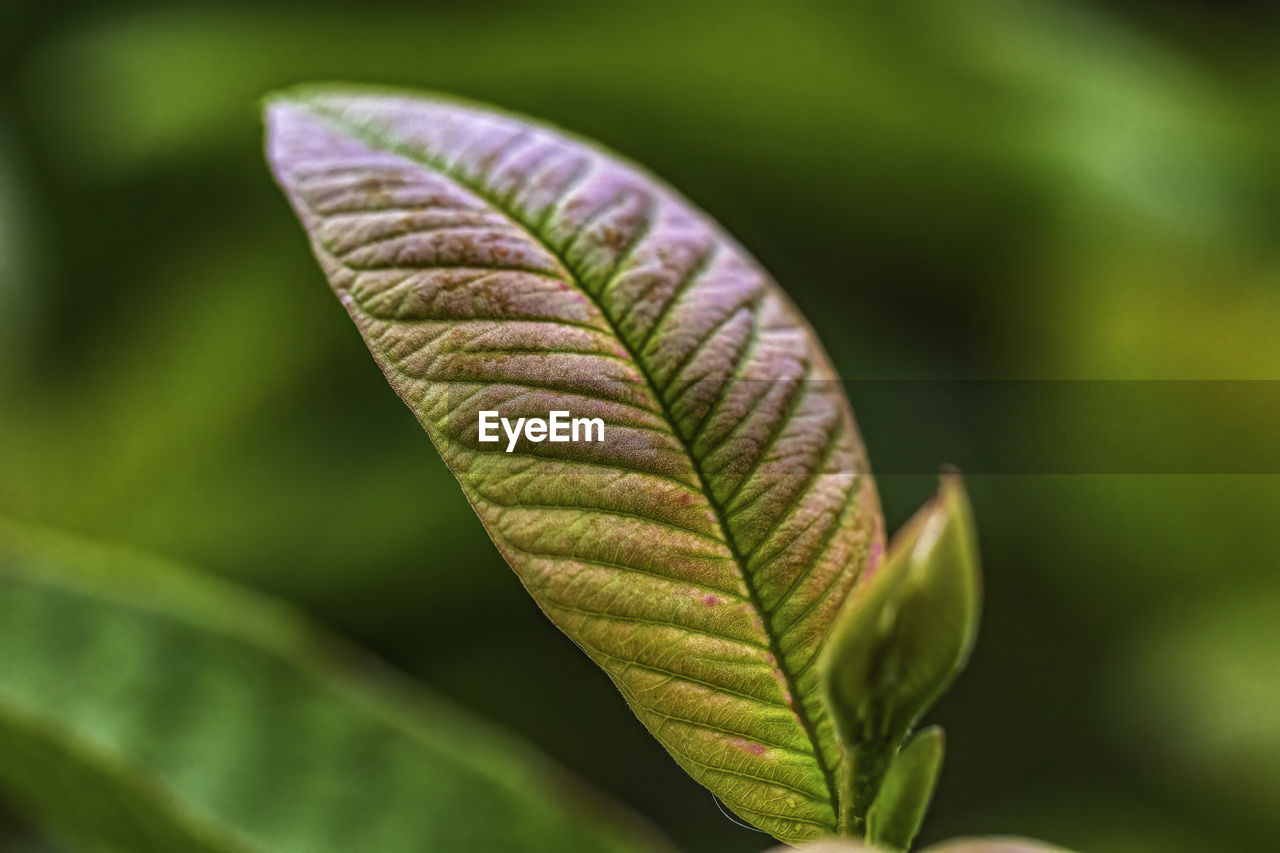 Close-up of fern leaf