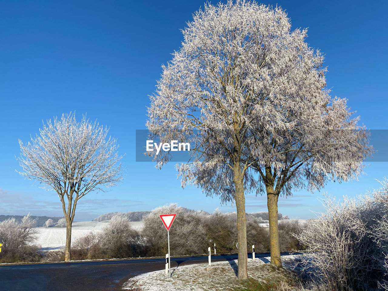 tree, plant, sky, nature, winter, blue, flower, clear sky, beauty in nature, day, snow, bare tree, no people, frost, road, cold temperature, sunny, outdoors, scenics - nature, tranquility, landscape, branch, environment, white, sunlight, tranquil scene, growth, sign