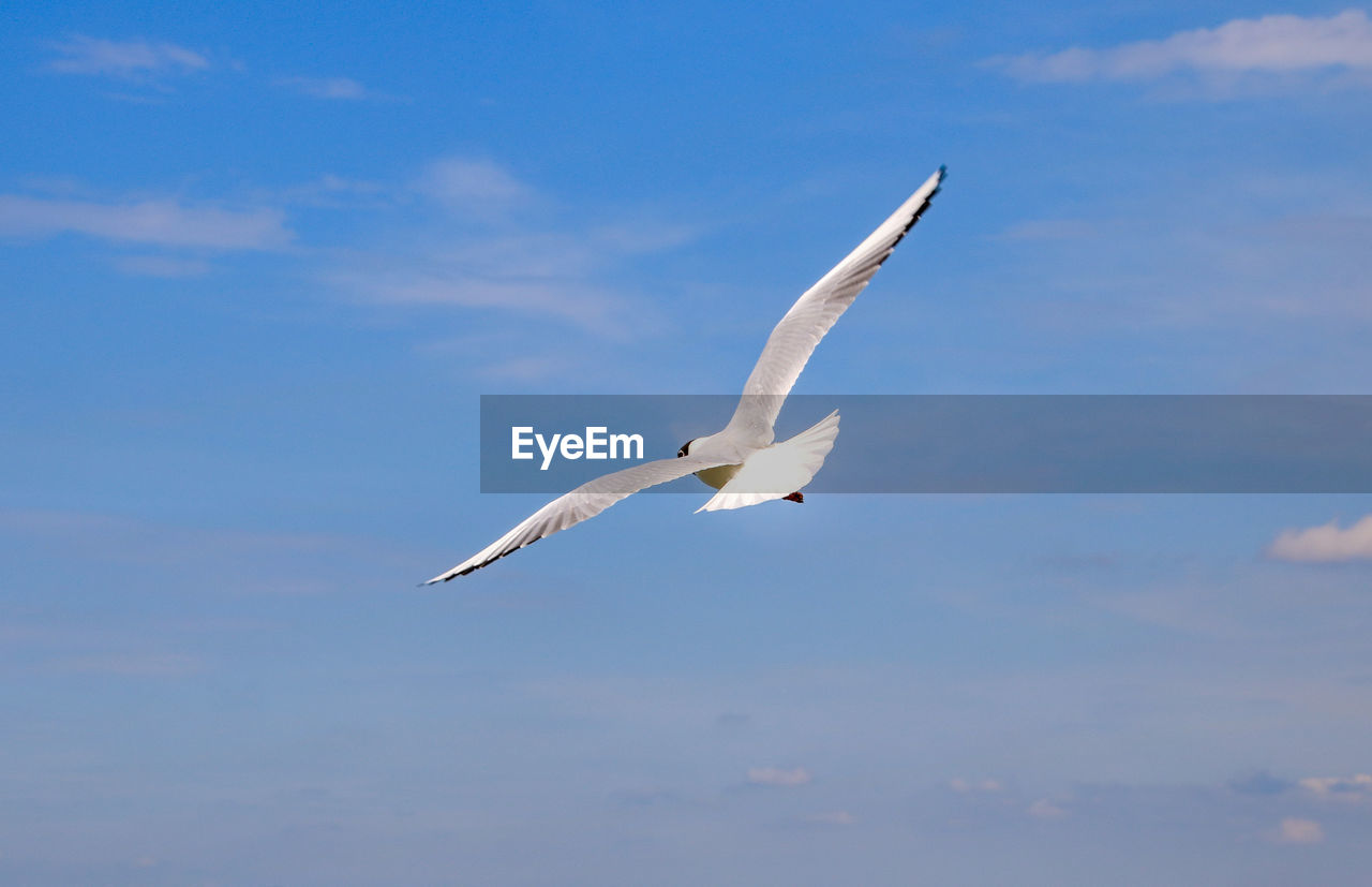 LOW ANGLE VIEW OF SEAGULL FLYING