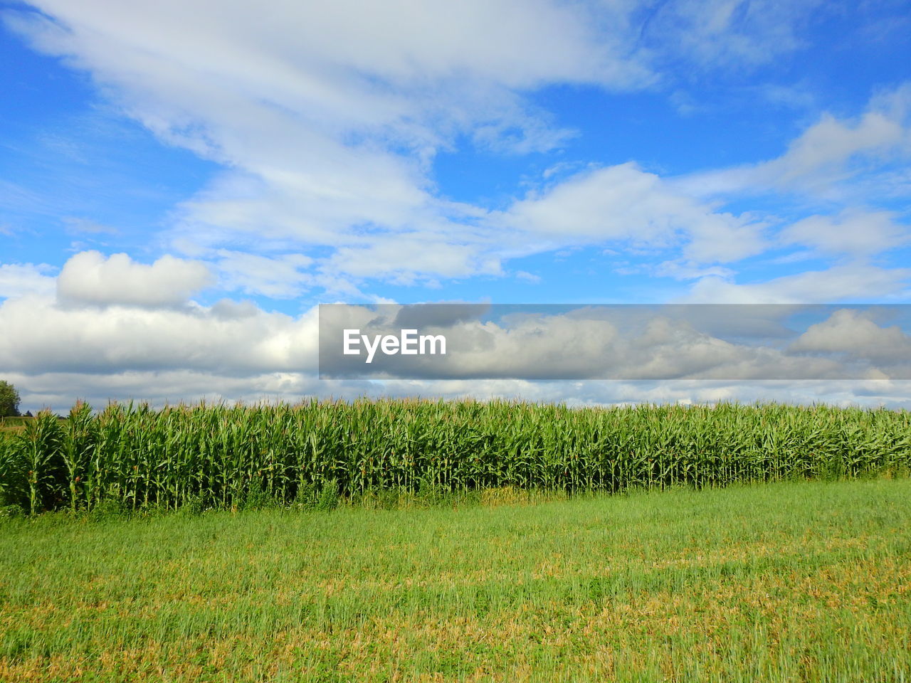 AGRICULTURAL FIELD AGAINST SKY