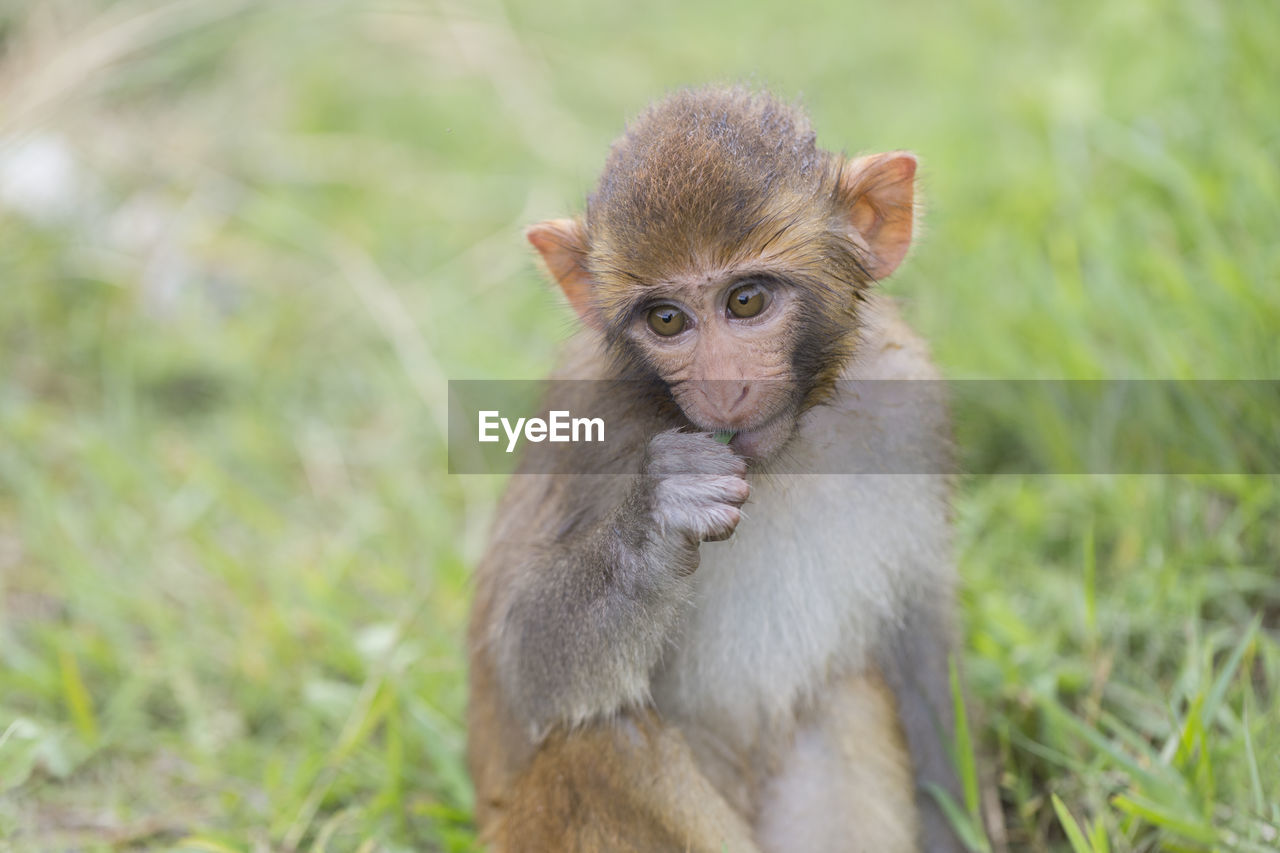 PORTRAIT OF MONKEY SITTING ON ROCK