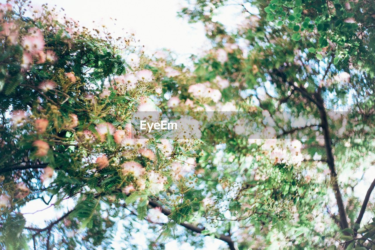 LOW ANGLE VIEW OF FLOWERS BLOOMING ON TREE