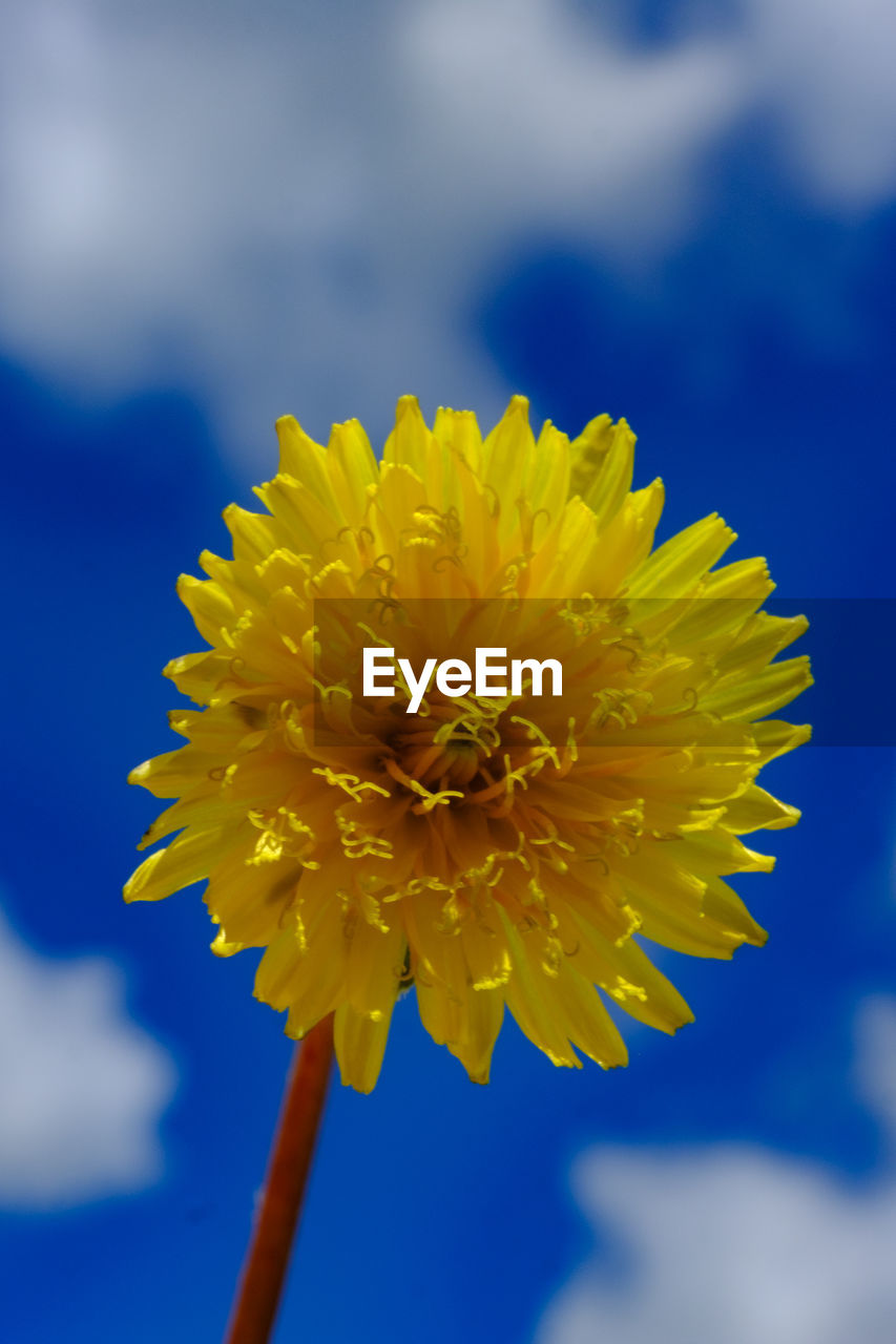 CLOSE-UP OF YELLOW FLOWER AGAINST BLURRED BACKGROUND