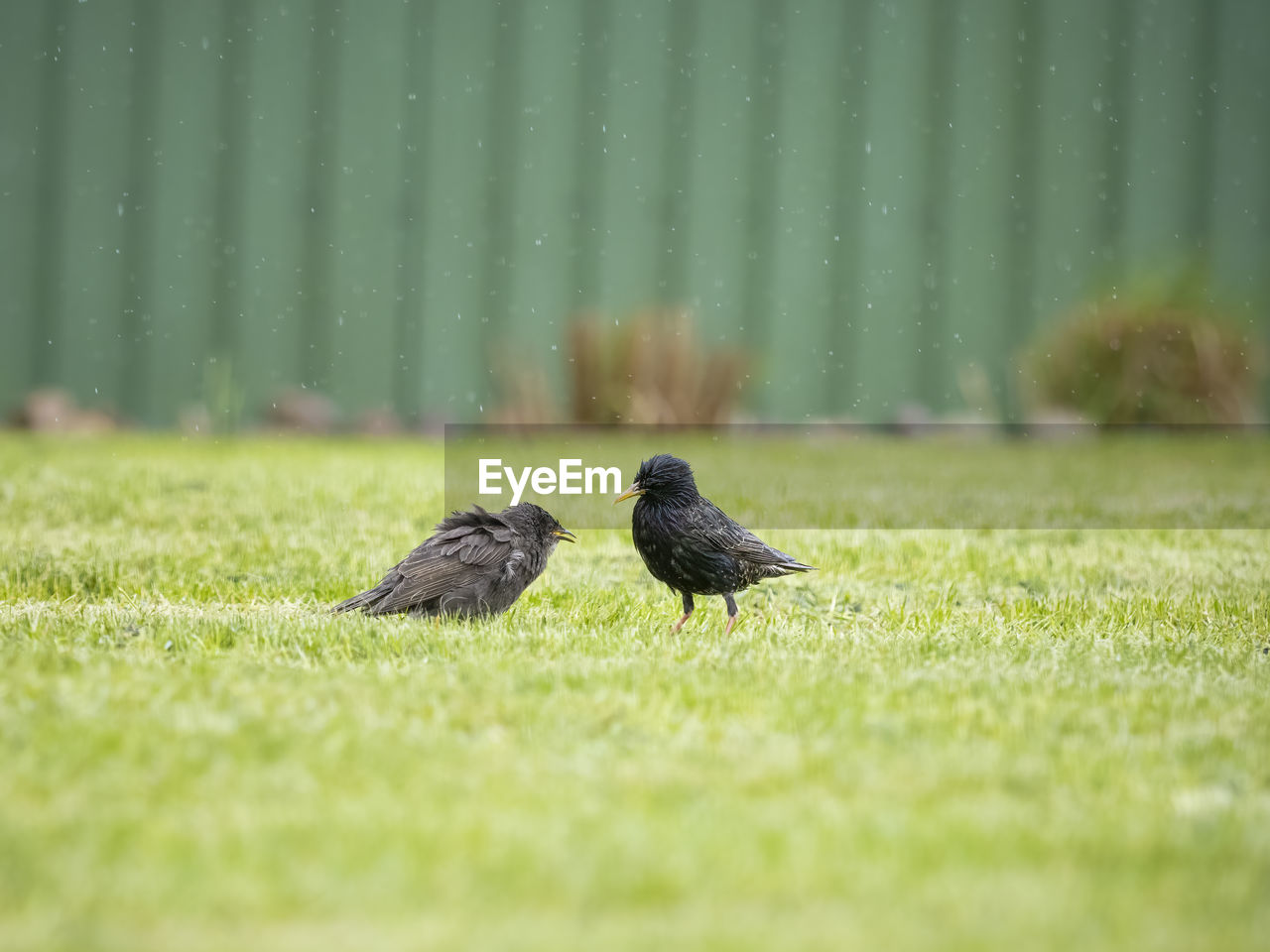 Bird perching on a field