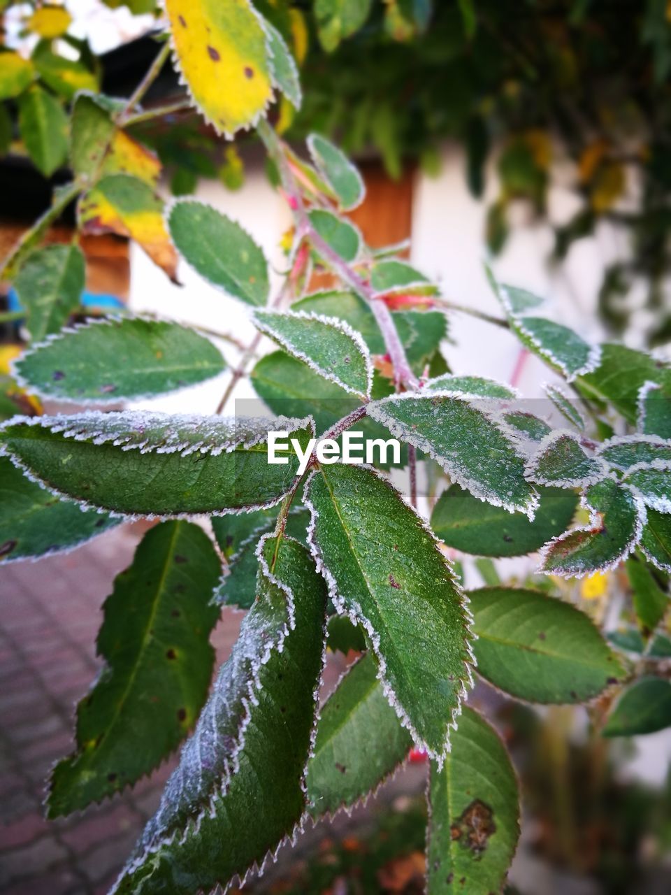 CLOSE-UP OF FRESH PLANTS WITH WATER DROPS