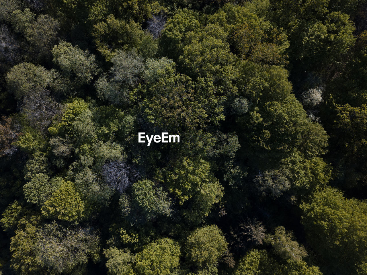 High angle view of trees in forest