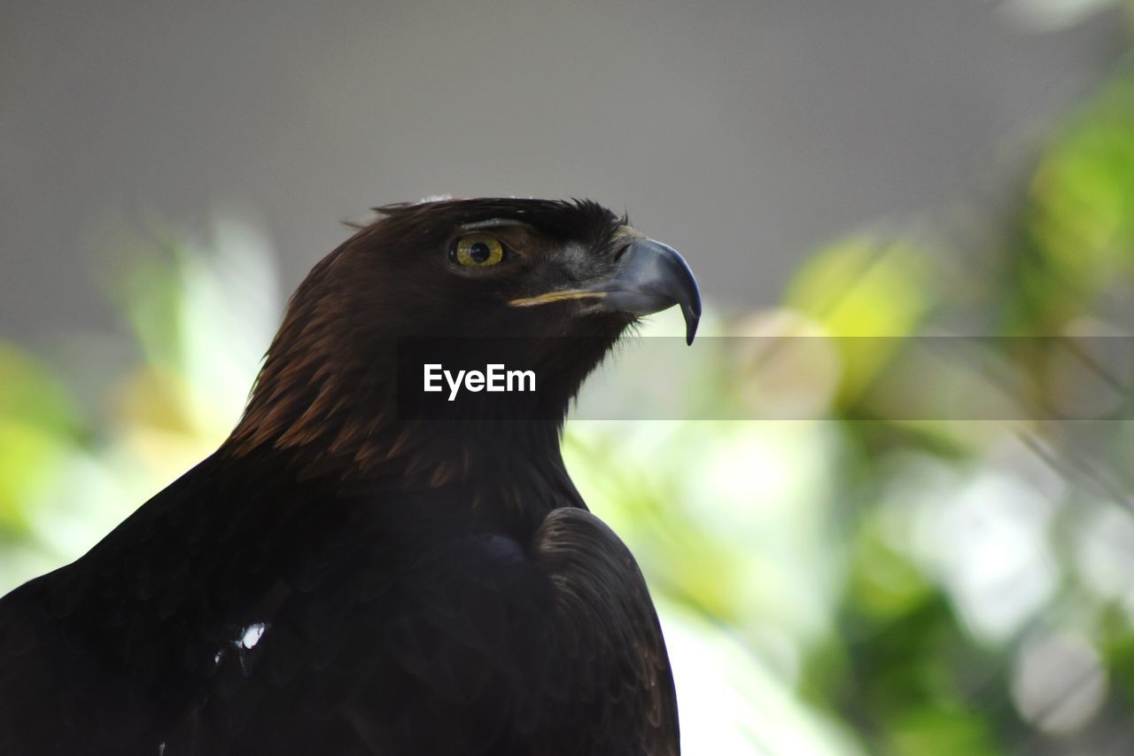 Close-up of a bird