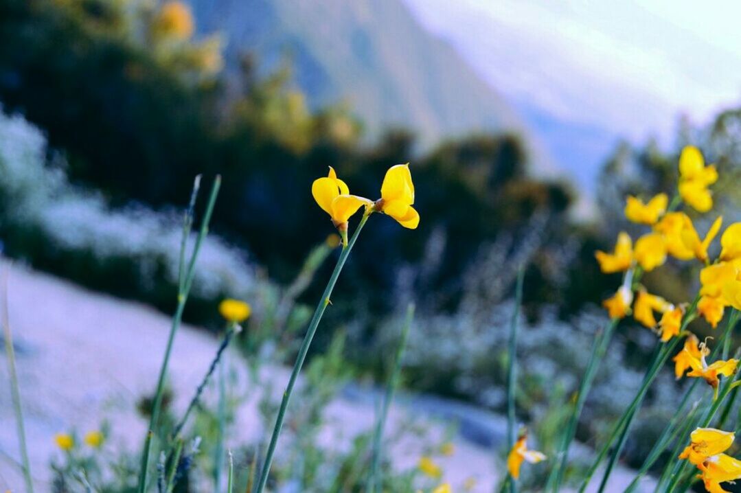 CLOSE-UP OF YELLOW FLOWERS