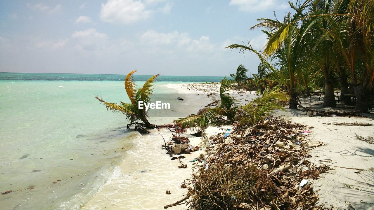 Palm leaves fallen on beach