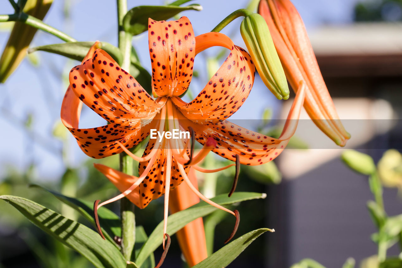 Close up of a tiger lily bloom at sunrise
