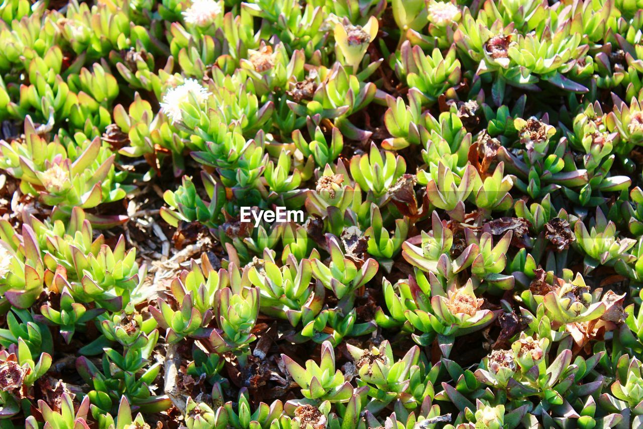HIGH ANGLE VIEW OF SUCCULENT PLANTS