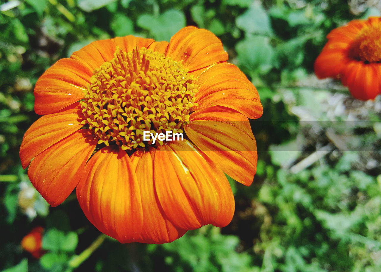 CLOSE-UP OF ORANGE GERBERA BLOOMING OUTDOORS