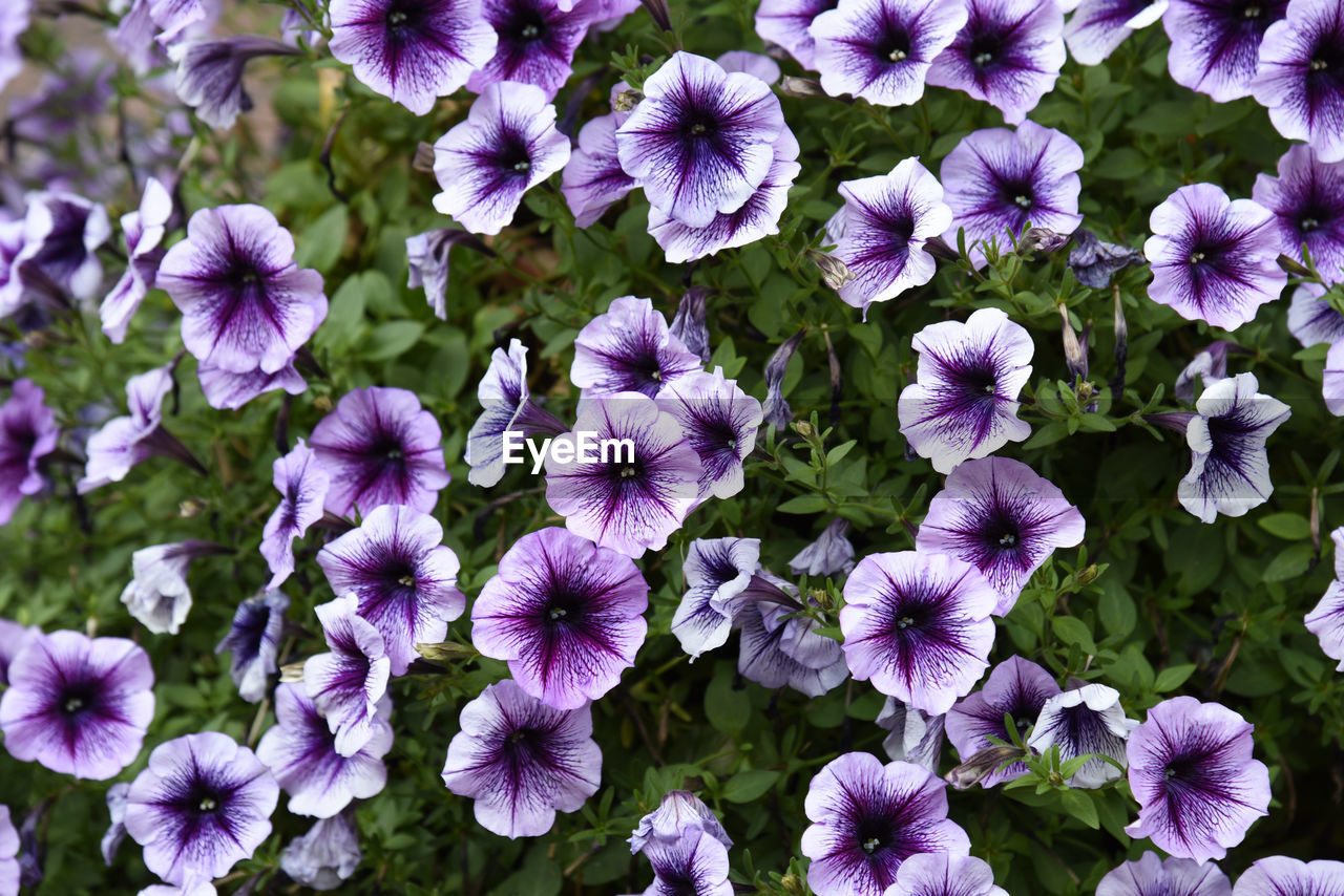 High angle view of purple petunias blooming outdoors