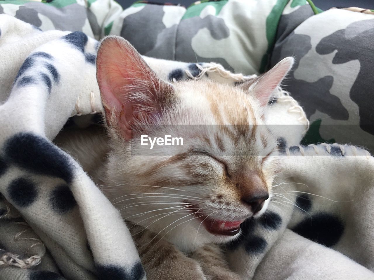 CLOSE-UP OF CAT ON BED