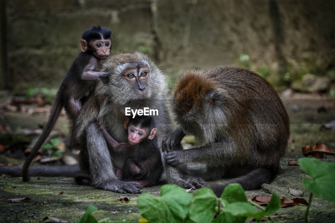 MONKEY SITTING ON STONE