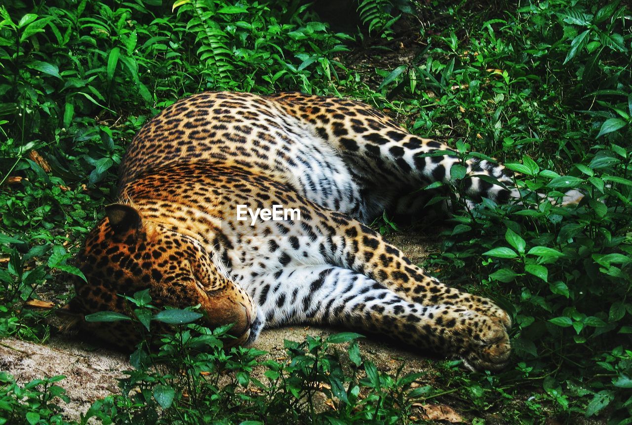 Leopard resting on a field 
