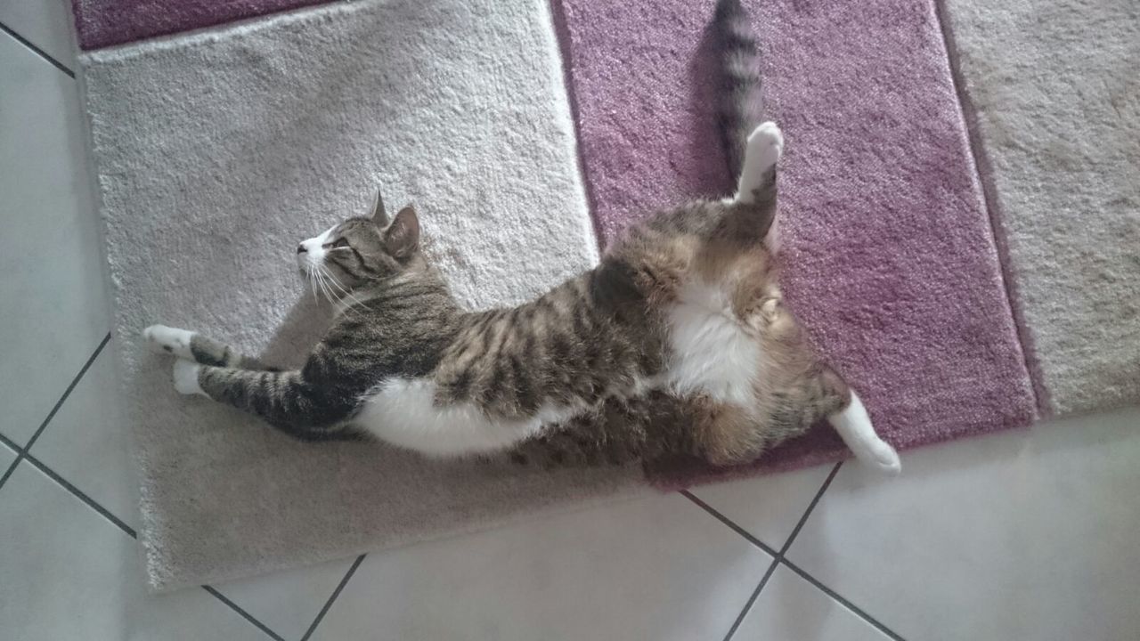 CAT RESTING ON TILED FLOOR