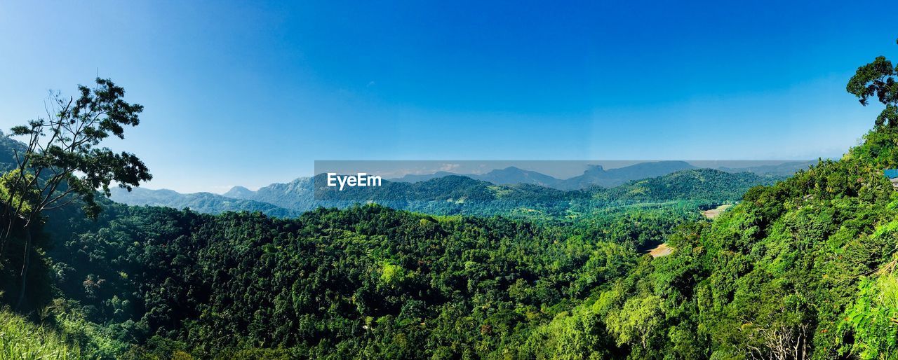 SCENIC VIEW OF TREES GROWING ON MOUNTAIN AGAINST SKY