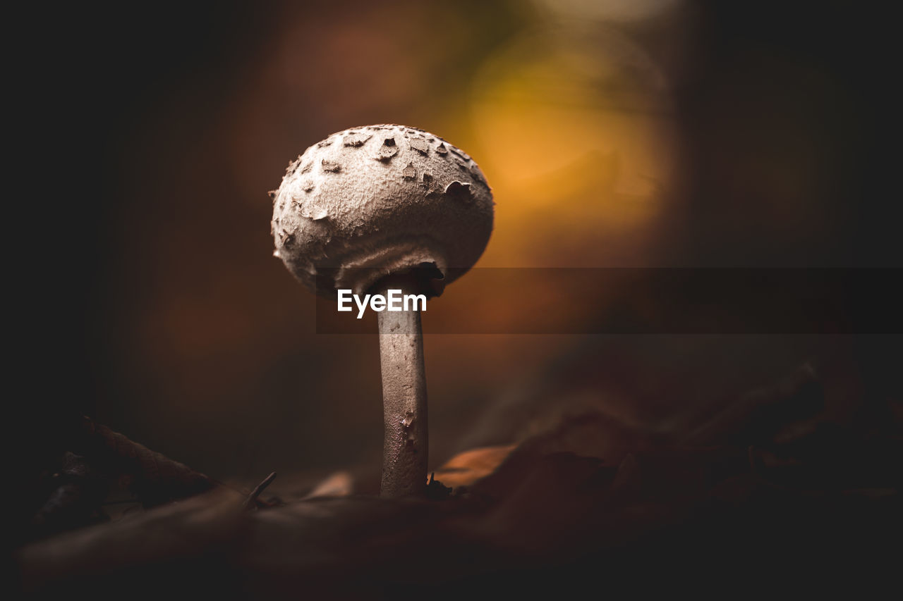 Close-up of mushroom growing on plant