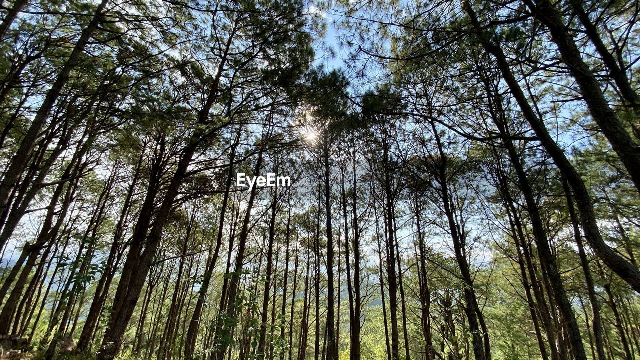 LOW ANGLE VIEW OF PINE TREES IN FOREST AGAINST SKY